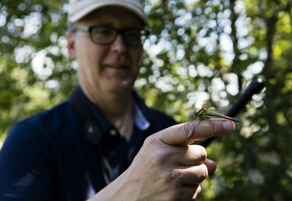 A person holds a dragonfly in his hand